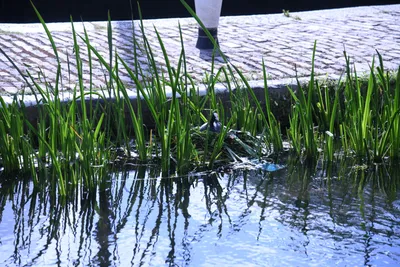 DSC_1716 (Large).JPG